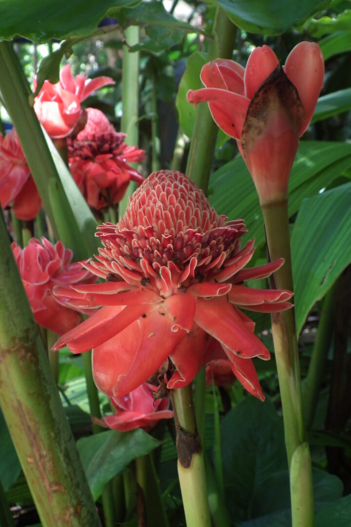 Etlingera_elatior_Torch_Ginger_Luang_Phabang_トーチジンジャー_ルアンパバーン_DSCF6454-scaled