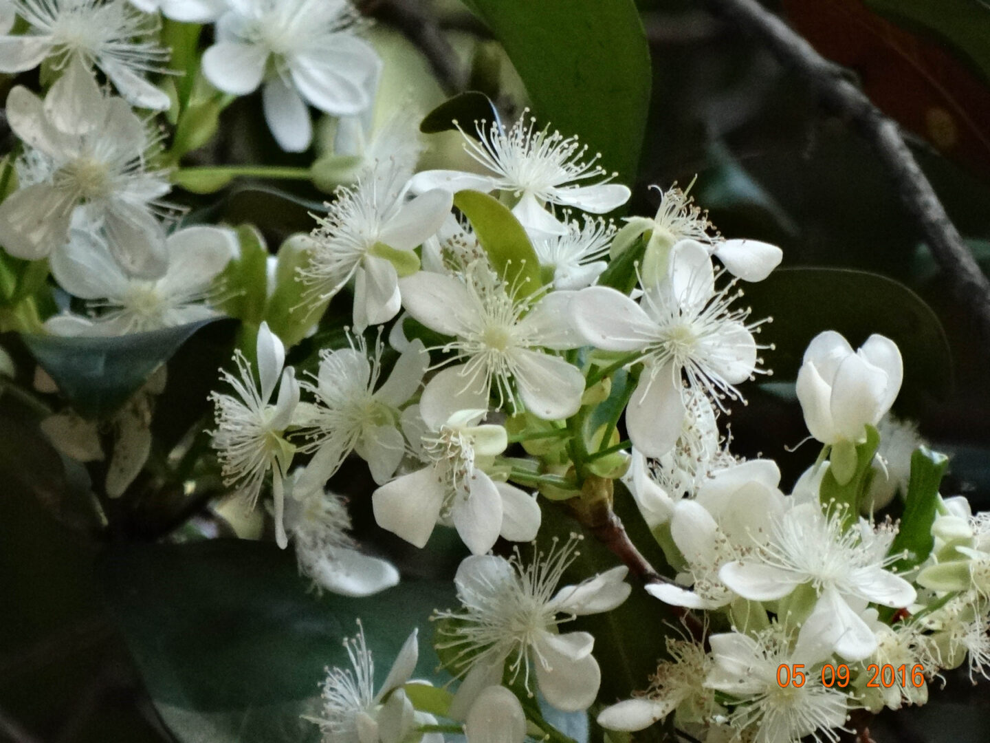 Eugenia brasiliensis