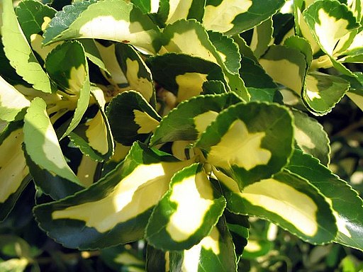 Euonymus_japonica_Aureo_Marginata_3zz