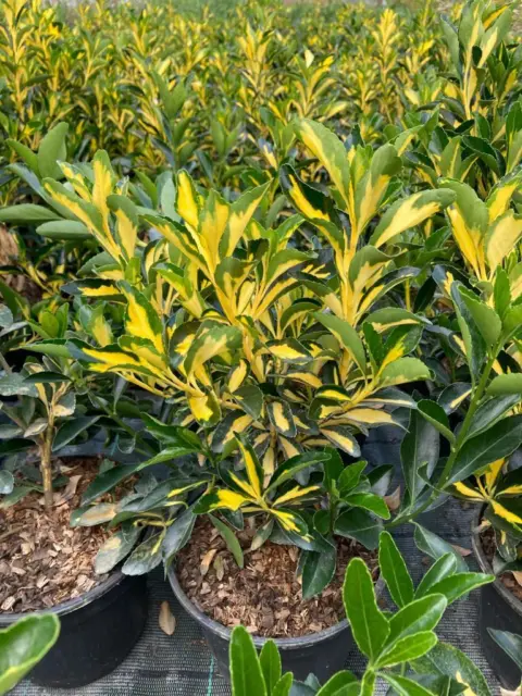 Evonimo-Euonymus-japonicus-Livornese-pianta-in-vaso-o18