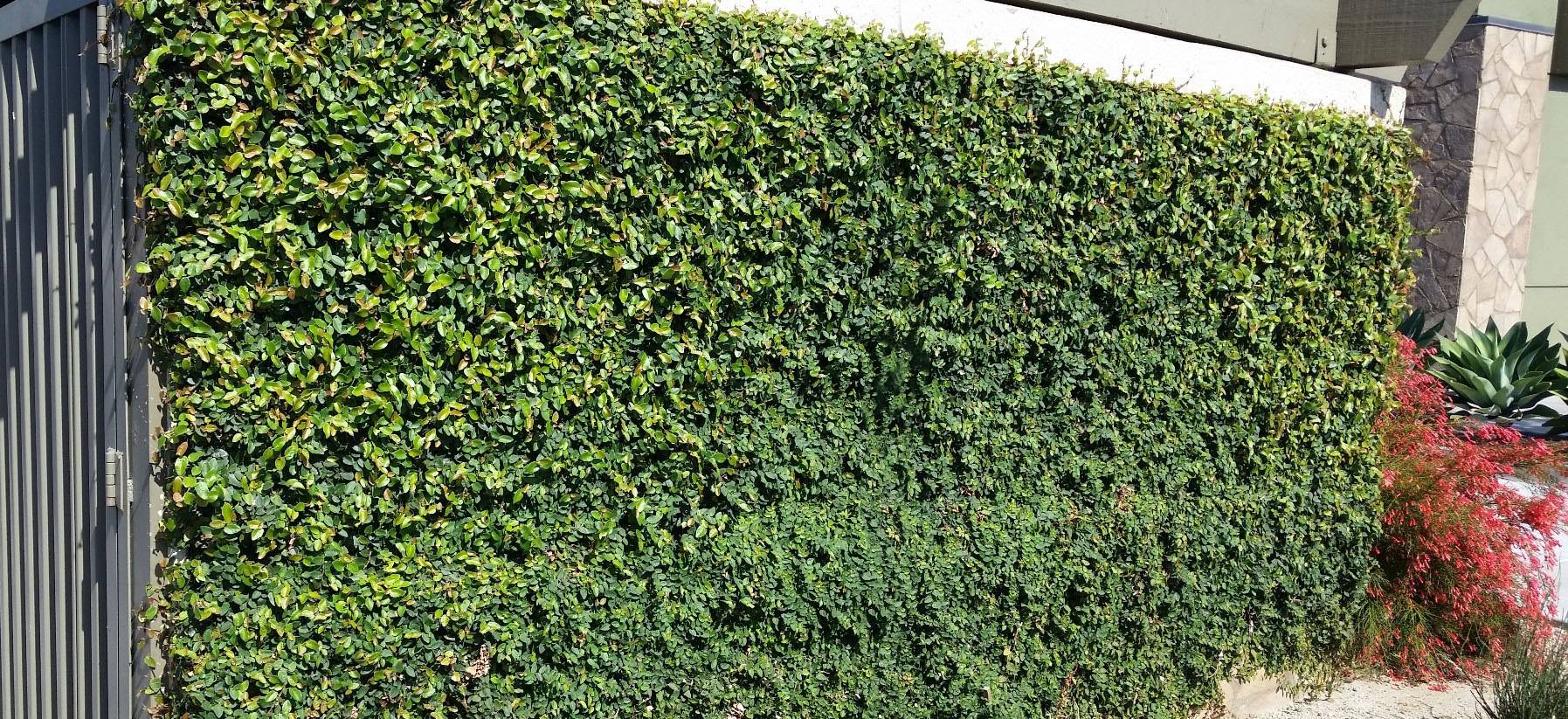 Ficus-repens1