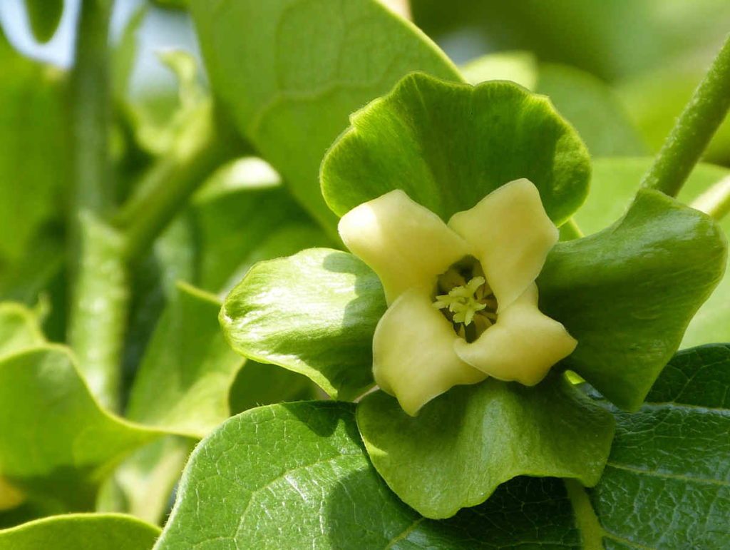 Flor-de-caqui-site-1024x771-1