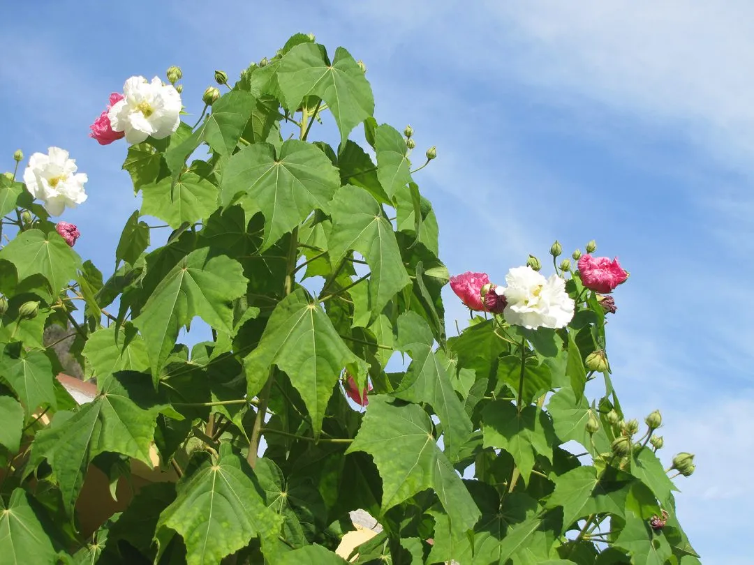 G-Hibiscus-mutabilis-Flore-Pleno