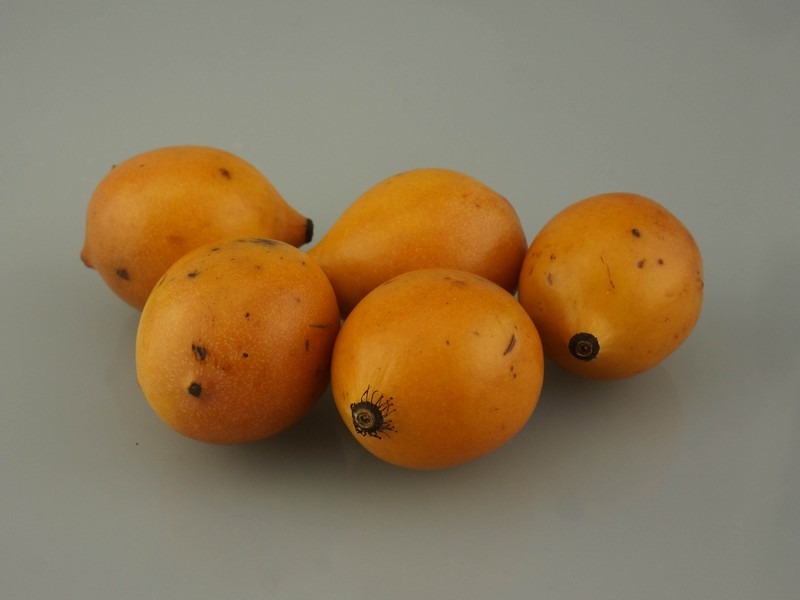 GARCINIA-HUMILIS-ViveiroOreades-Planta-00079