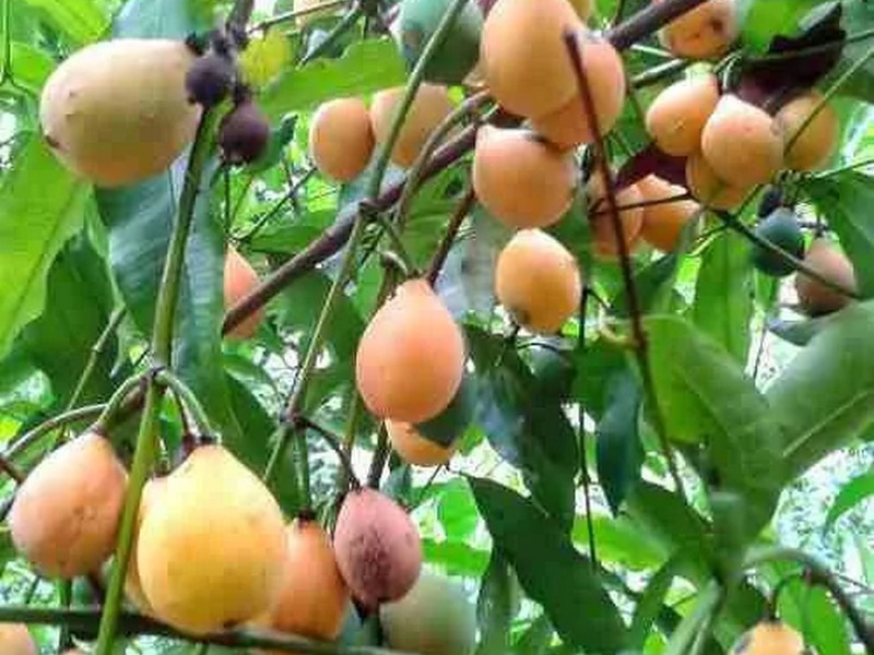 GARCINIA-HUMILIS-ViveiroOreades-Planta-00082