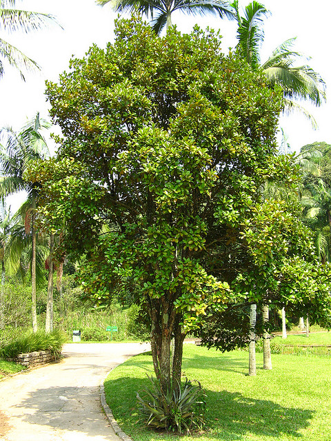 Grumixameira, grumixama