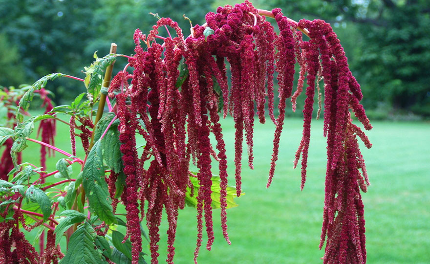HH_Flow_Amaranthus-Love-Lies-Bleeding