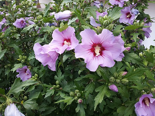 Hibiskus_rosa_-_01