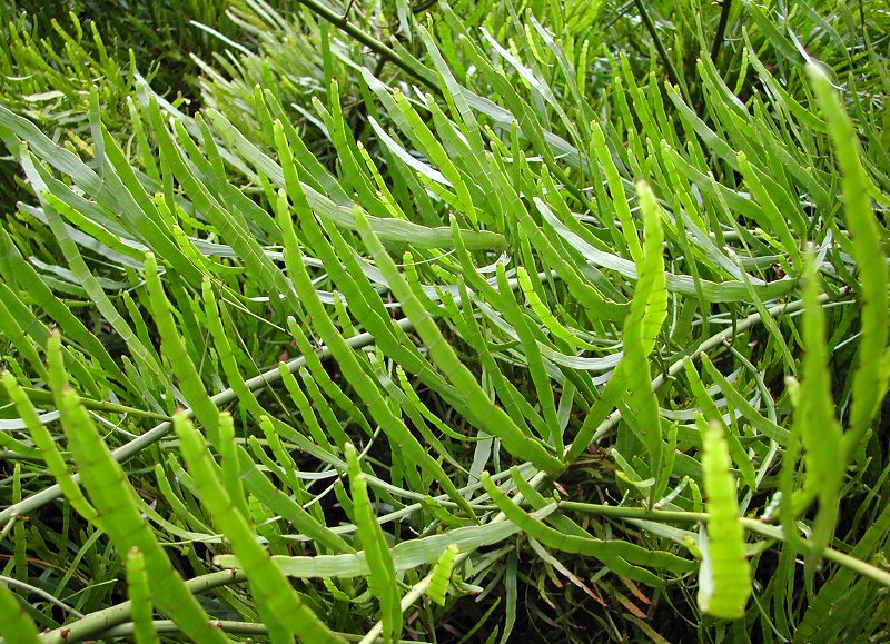 Homalocladium-Platycladum1