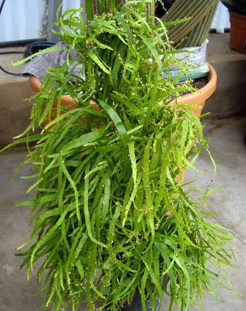 Homalocladium-platycladum-2