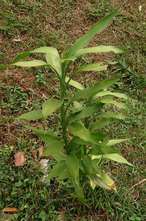 Imagens-de-Bambu-da-sorte