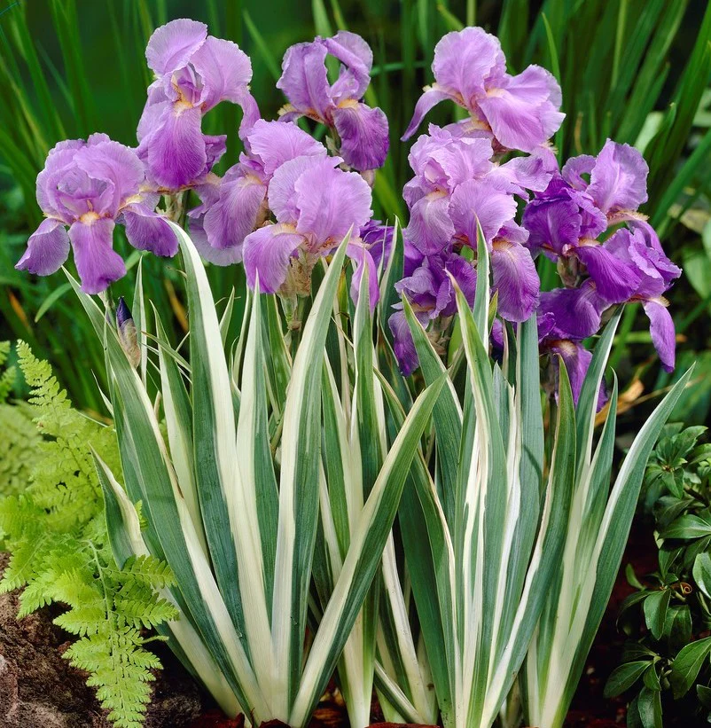 Iris_Pallida_Variegata.SQ.VISIONS