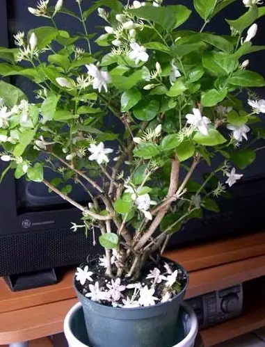 Jasmim-Sambac-no-Vaso