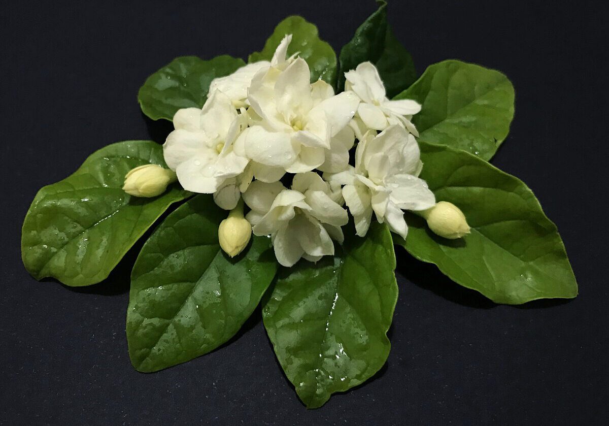 Jasmim arabe bogari jasminum sambac arabian nights mudas 2