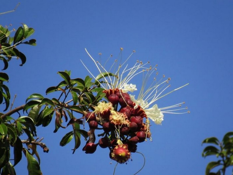 LAFOENSIA-GLYPTOCARPA-ViveiroOreades-Planta-00099