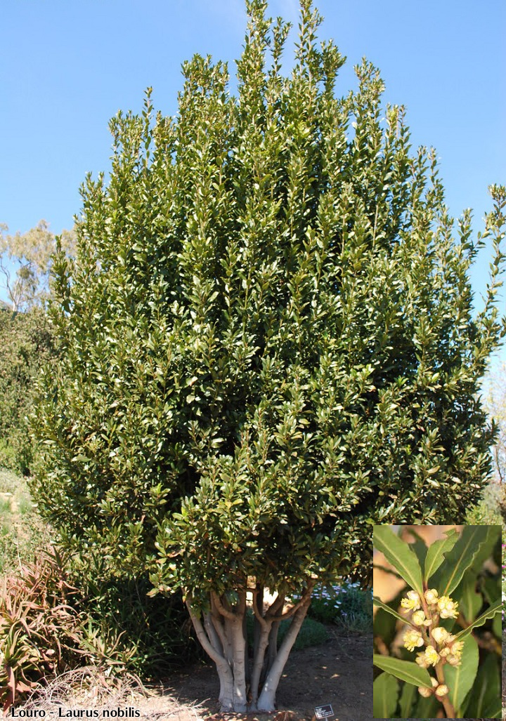 Laurus nobilis