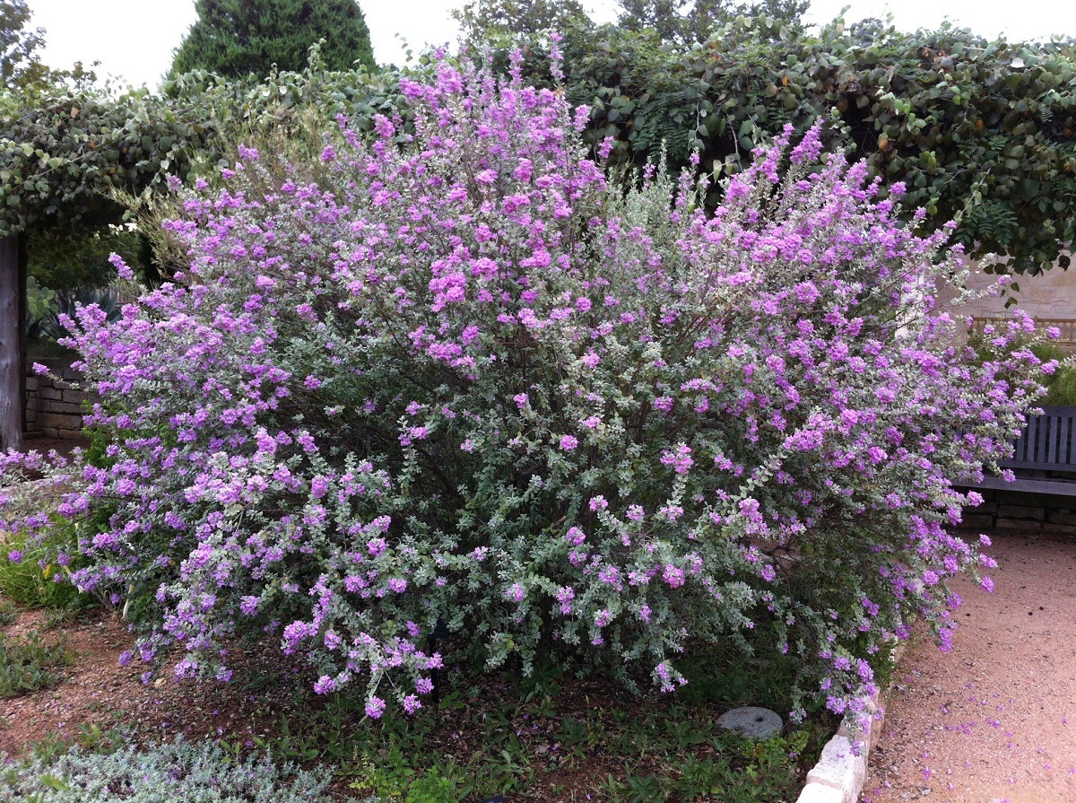 Leucophyllum-frutescens-1