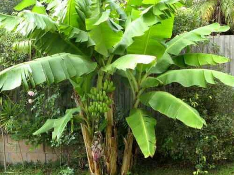 MUSA ACUMINATA – 🌱🥀🌷 Viveiro Oreades 🌺🌼🌳