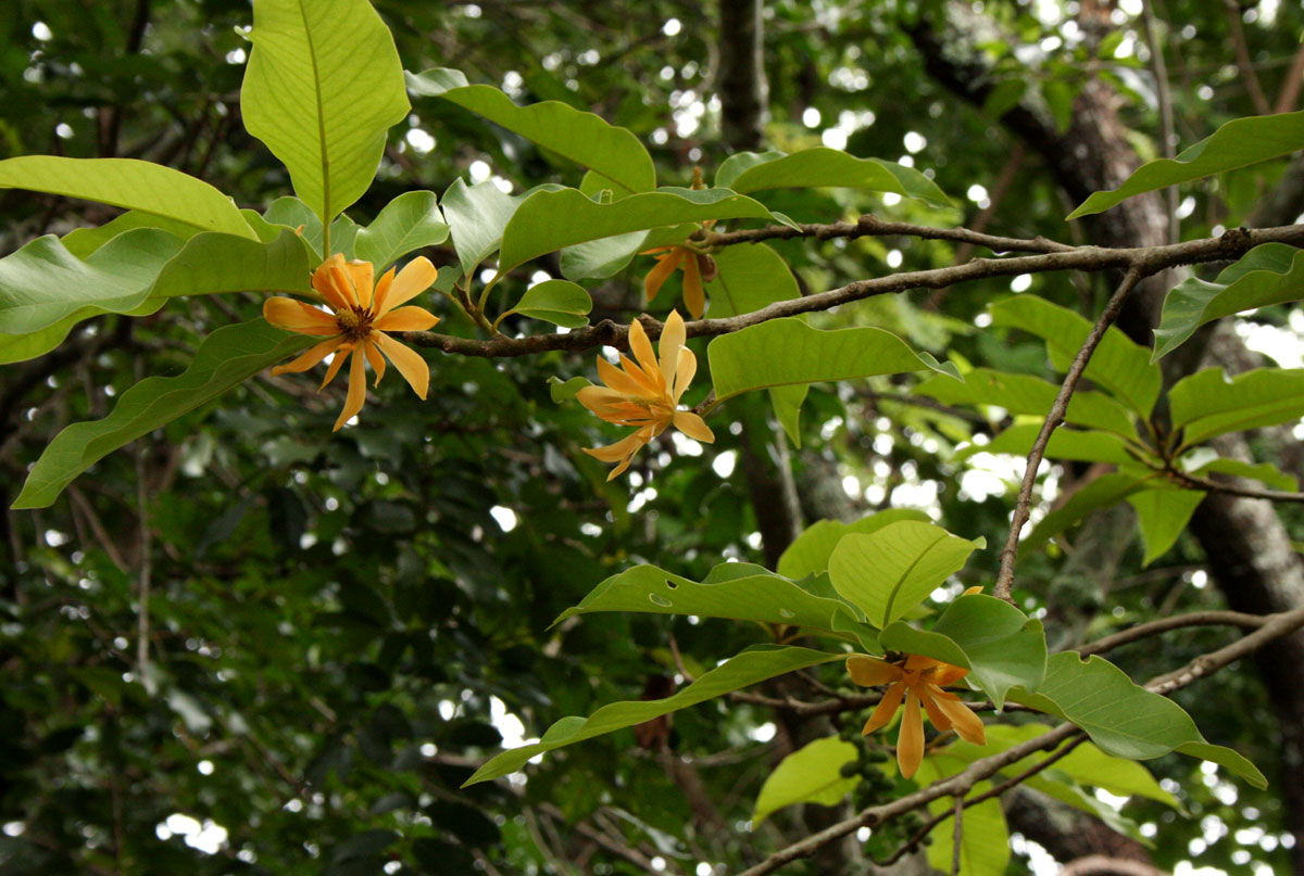 Magnolia-champaca