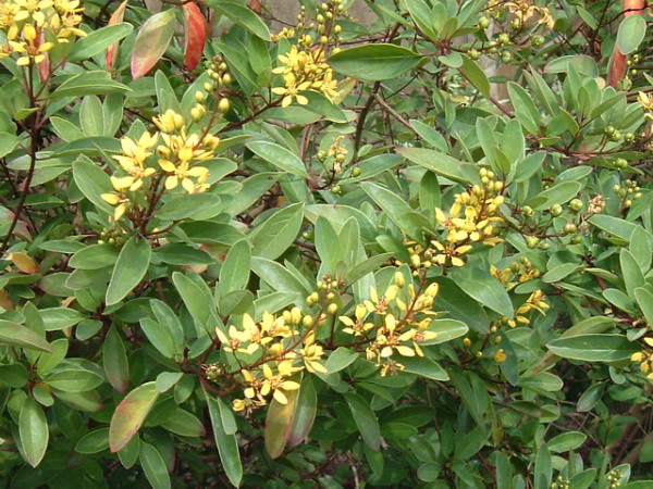 Malphighia3