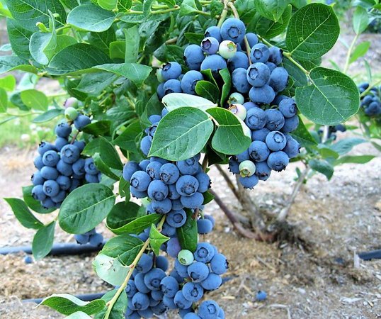 Mirtilo-ou-blueberry