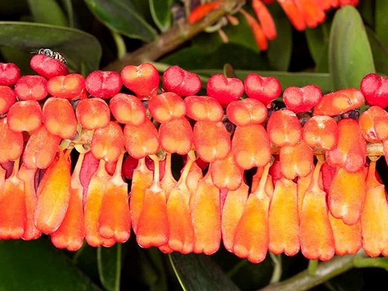 NORANTEA-GUIANENSIS-ViveiroOreades-Planta-00134