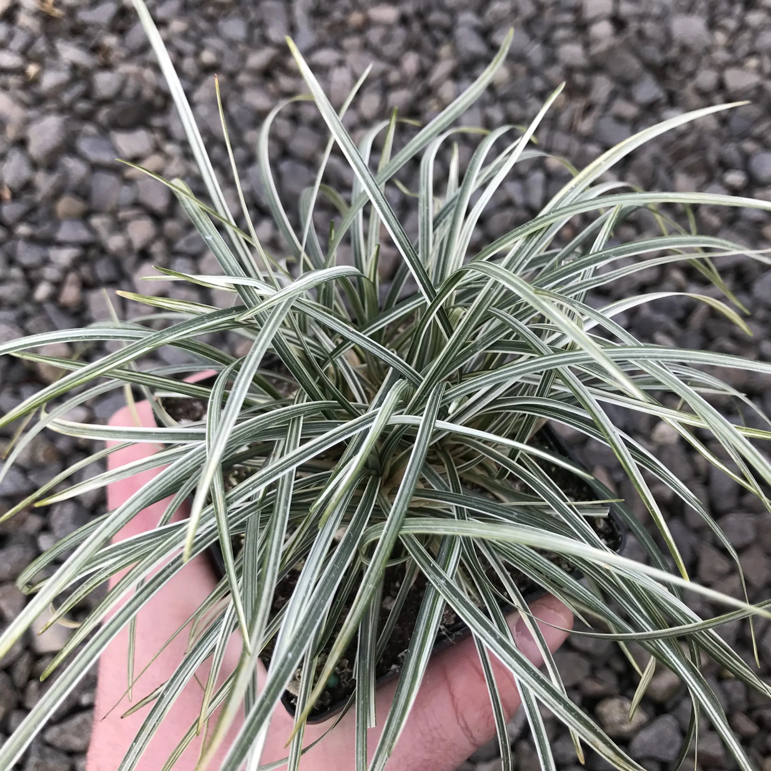 Ophiopogon-japonicus-Variegata-December3-scaled