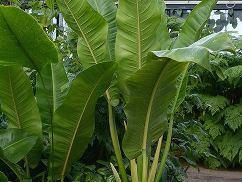 PHILODENDRON-AURICULATUM-ViveiroOreades-Planta-00146