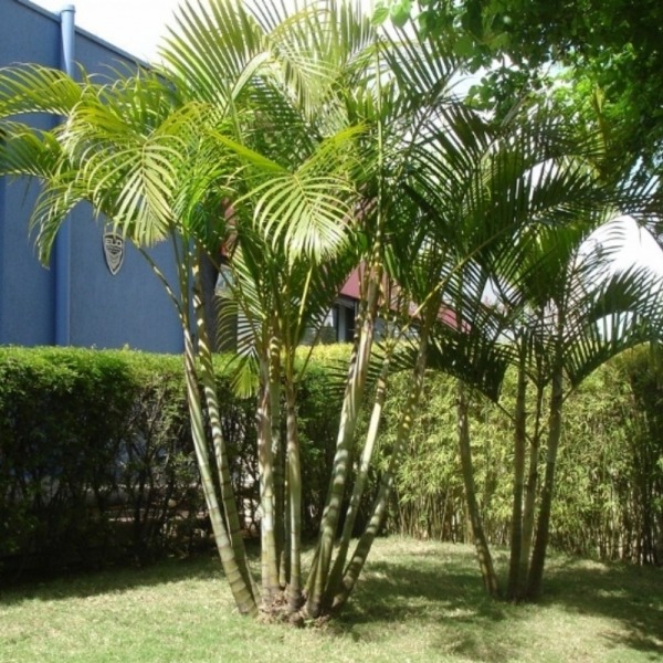 Palmeira-Areca-Bambu
