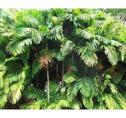 Palmeira_Macarthur_Ptychosperma_Macarthurii_4m_-_PAL-MA-4M_-_Loja_das_Palmeiras_-0