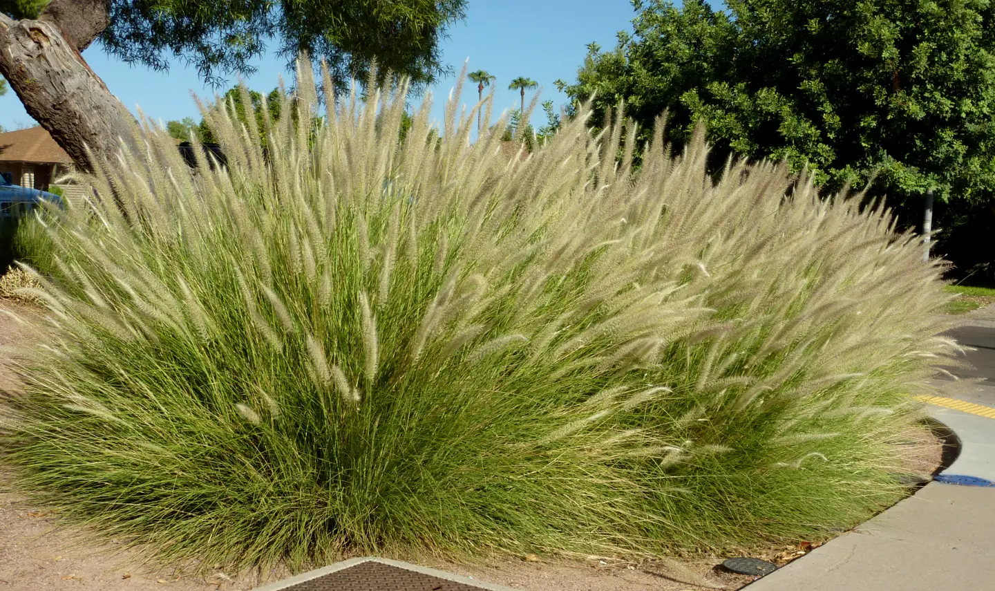 Pennisetum-setaceum-flowering-public-asu-edu