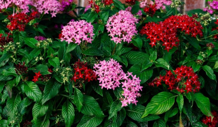 Pentas-lanceolata-FEATURE-compressed