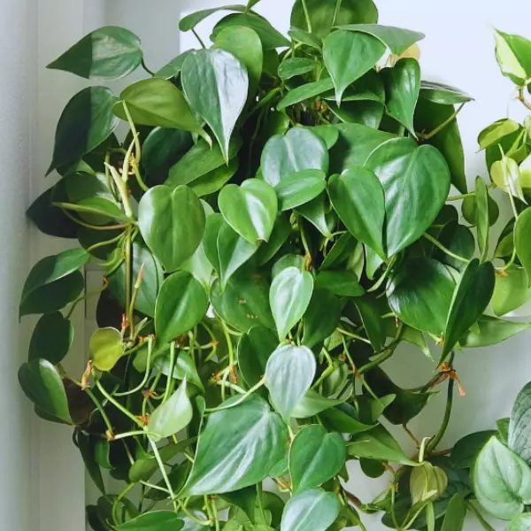 Philodendron-Scandens-Sweetheart-Plant
