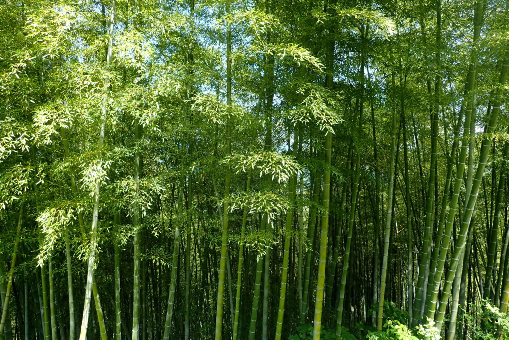 Phyllostachys_pubescens_kz4-scaled