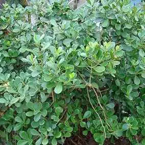 Planta-Mini-Clusia-5