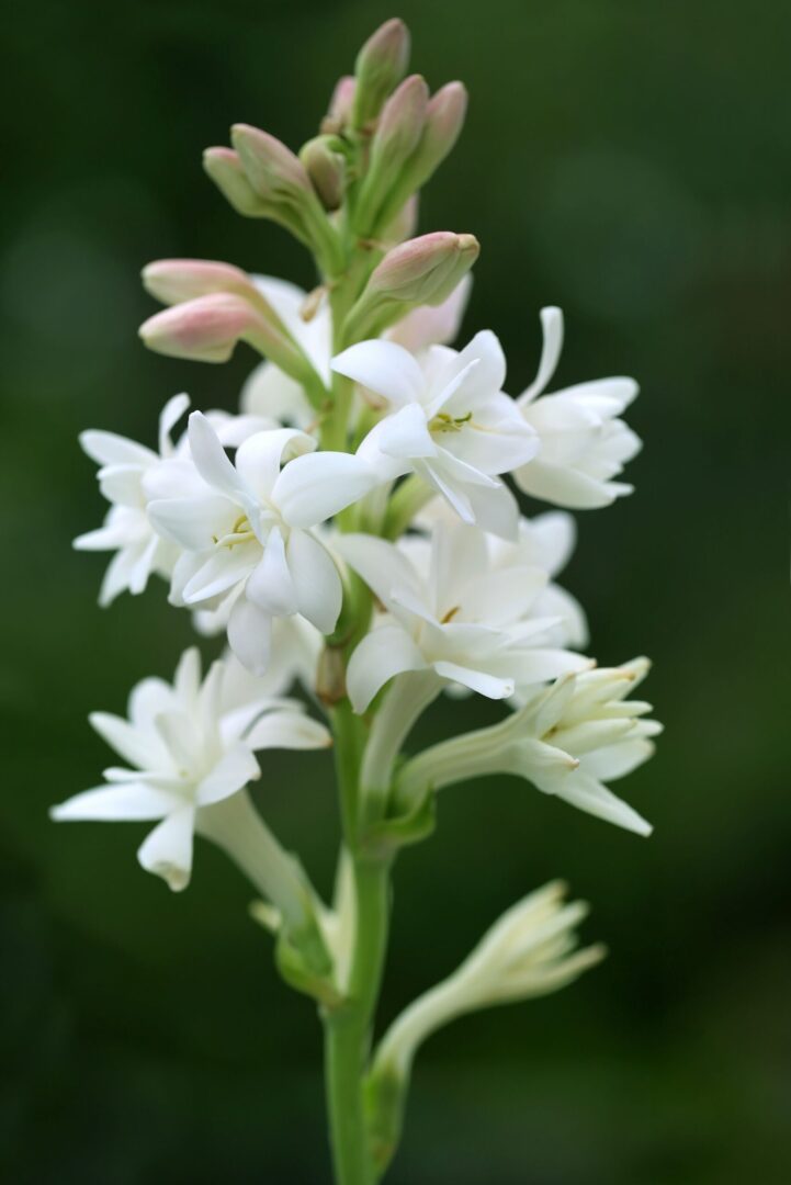 Polianthes-tuberosa-‘The-Pearl-scaled-1