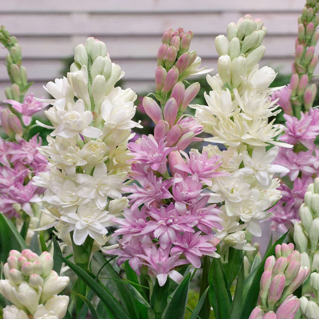Polianthes_tuberosa_White_Baby_Pink_Saphir_Mixed__67585