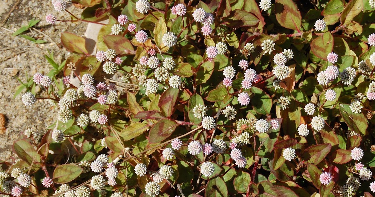 PolÃgono-de-jardim (Polygonum capitatum (12)