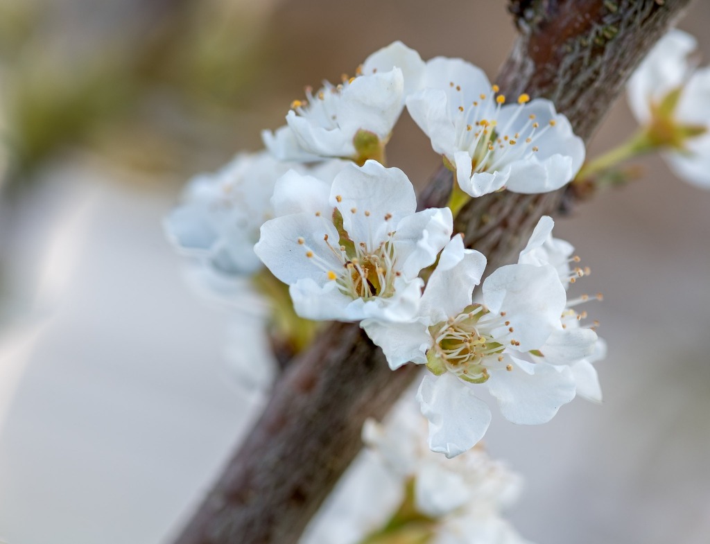 Prunus_salicina_flow_A0s01YmSQ2Qq