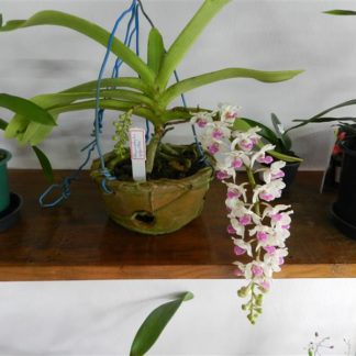 Rhynchostylis-gigantea-001-324x324