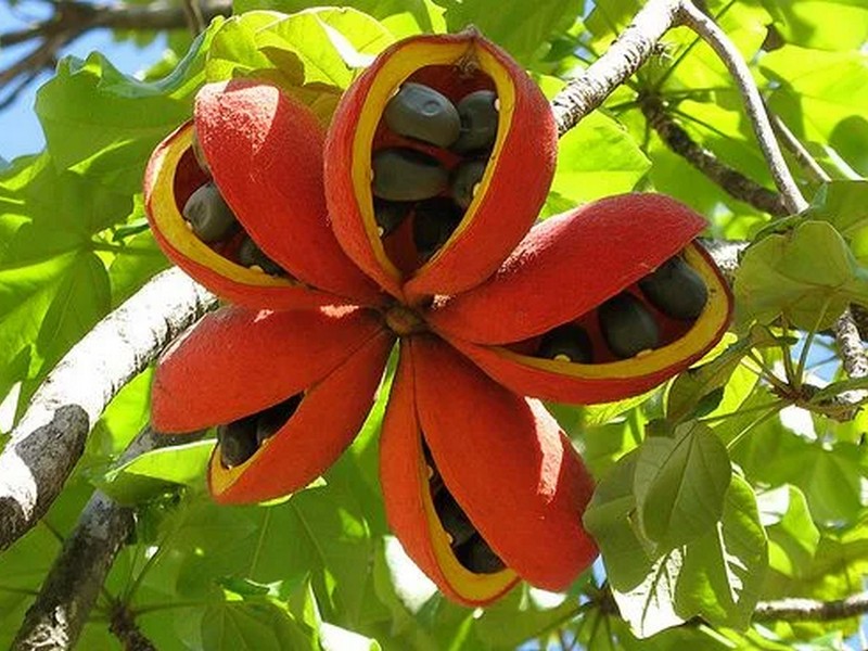 STERCULIA-CHICHA-ViveiroOreades-Planta-00180