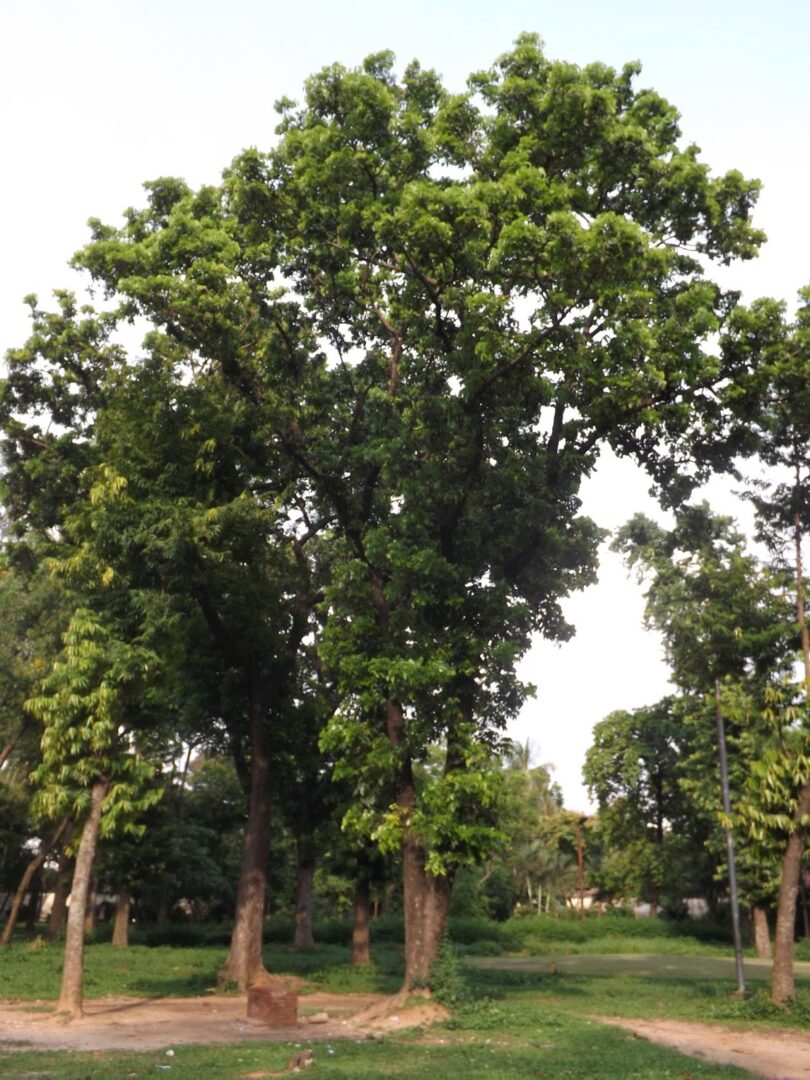 Swietenia_mahagoni_01