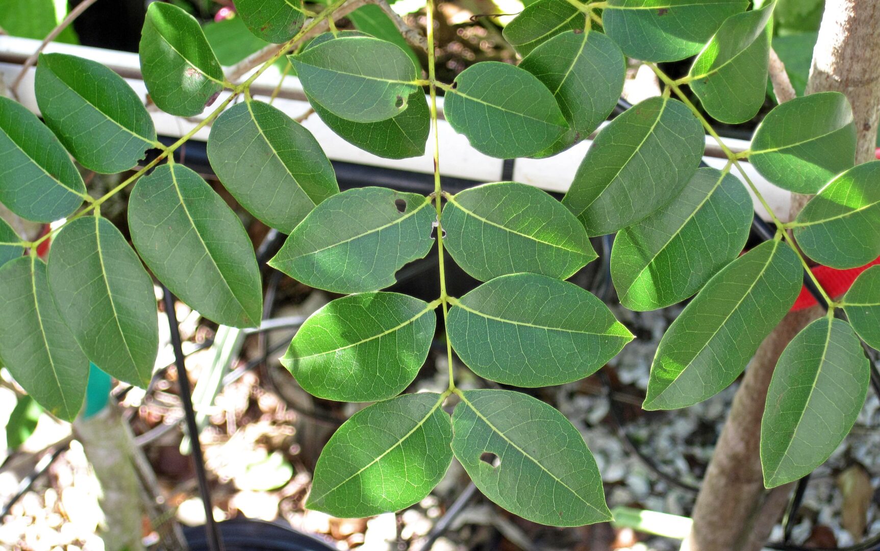 Swietenia_mahagoni_(West_Indian_mahogany_tree)_1_(28150945199)