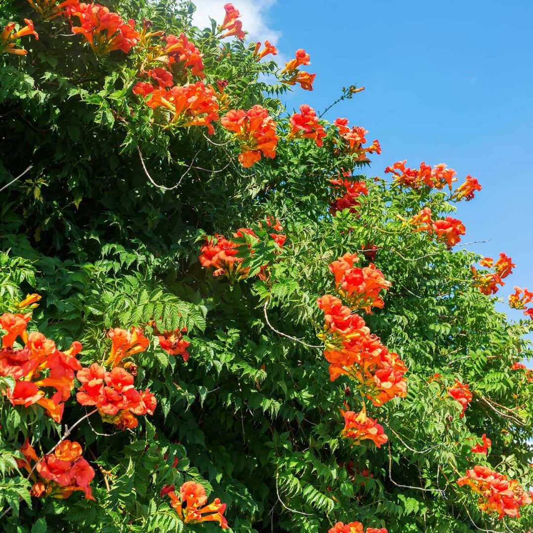 Tecomaria-Capensis-Cape-Honeysuckle-min (1)