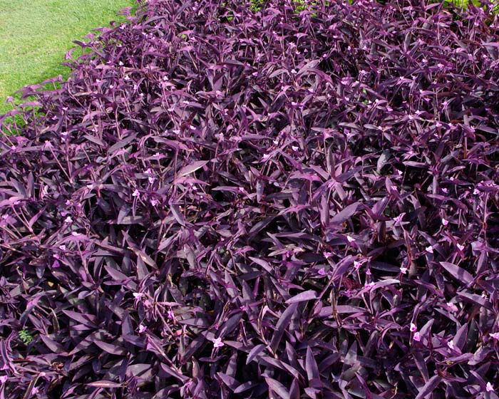 TradescantiaPallidaPurpleHeartWs700