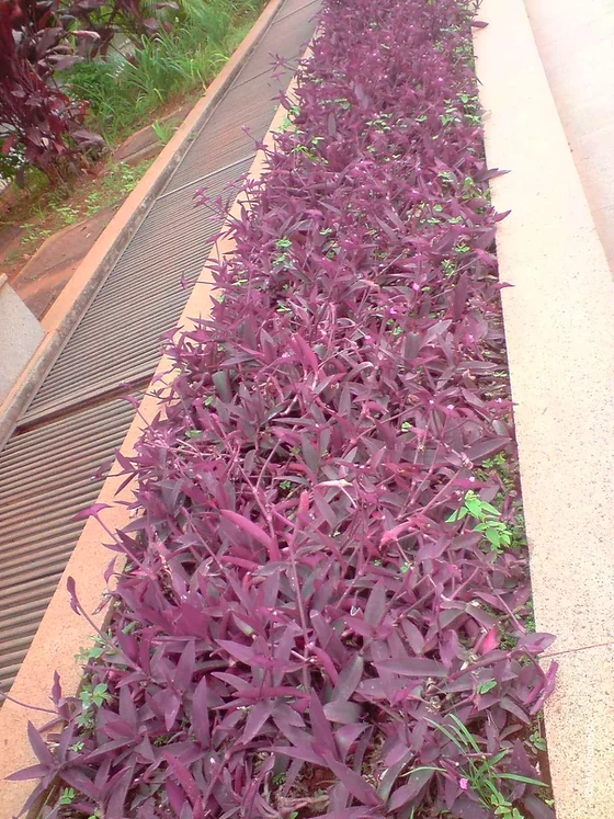 Trapoeraba Roxa (Tradescantia pallida) (