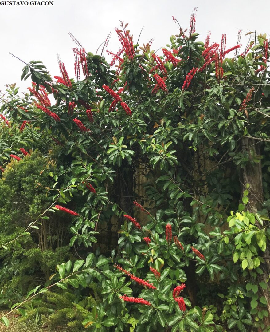 Trepadeira rabo de arara norantea guianensis mudas 3