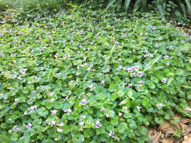 Viola-hederacea-WWS_1708fb04-4322-4f8d-9a1c-f09e8586abd7_1080x