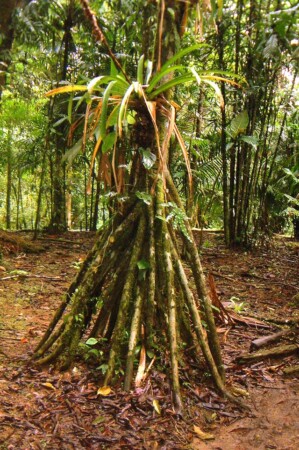 Walkingpalm