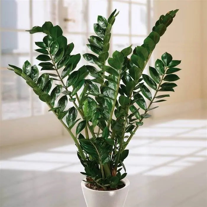 Zamioculcas-em-vaso-branco